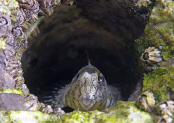 Home sweet home.
Small shanny hiding in hole in pier wal... by Mark Thomas 